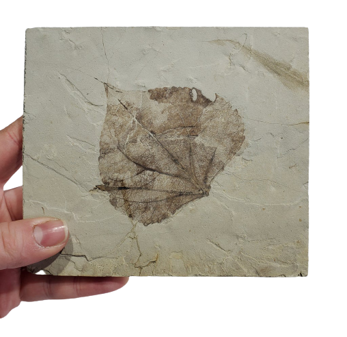 Populus Wilmattae (Poplar Leaf) Fossil