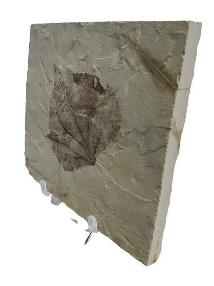 Populus Wilmattae (Poplar Leaf) Fossil