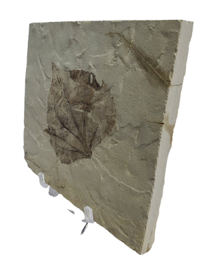 Populus Wilmattae (Poplar Leaf) Fossil