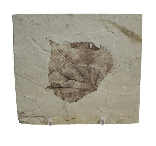 Populus Wilmattae (Poplar Leaf) Fossil