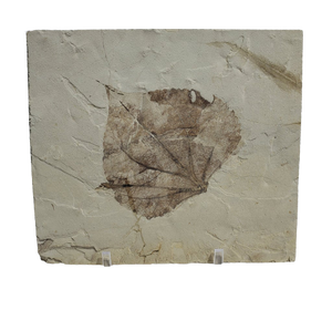 Populus Wilmattae (Poplar Leaf) Fossil