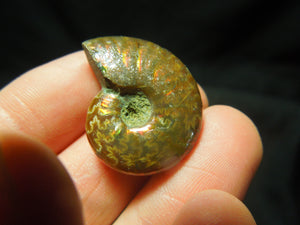 Opalized Ammonite