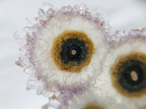 Amethyst Stalactite Slices in Wood Bases