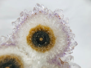 Amethyst Stalactite Slices in Wood Bases