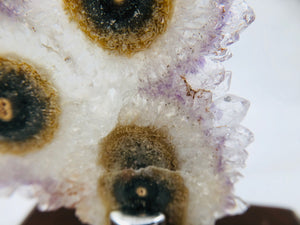 Amethyst Stalactite Slices in Wood Bases