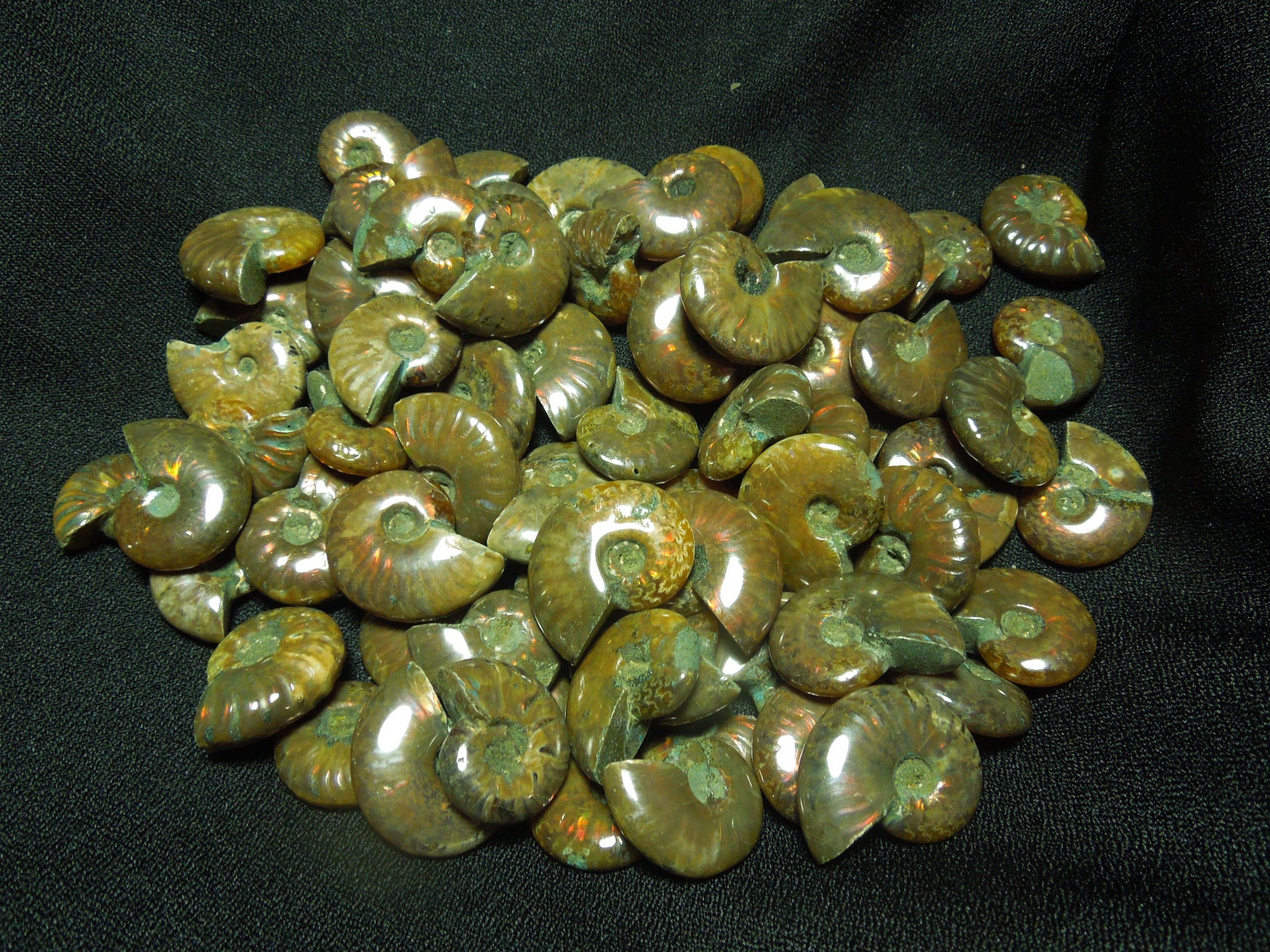 Opalized Ammonite